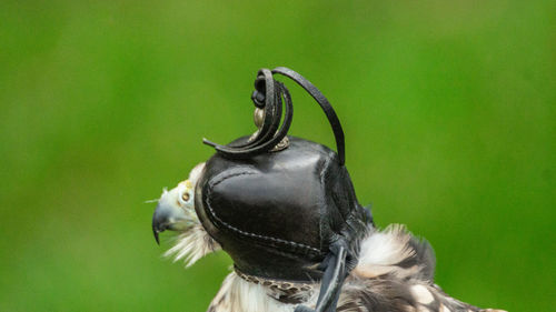 Close-up of a bird looking away