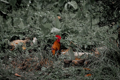View of a rooster on land