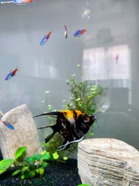 Close-up of fish in aquarium