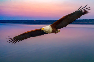 Close-up of eagle flying against sky at sunset