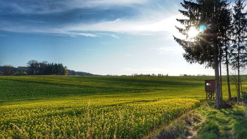 Scenic view of agricultural field against sky