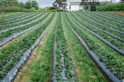 Panoramic shot of corn field