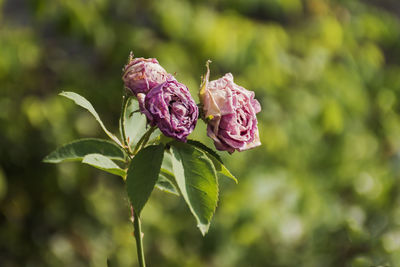 Close-up of pink flowering plant