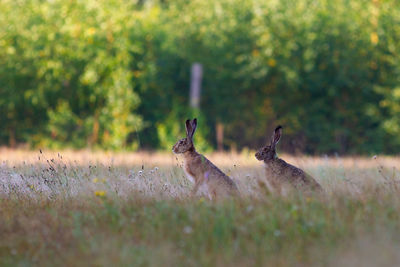 Deer in a field