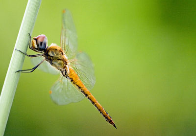 Close-up of insect on leaf