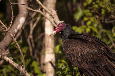 Turkey vulture cathartes aura perches on deadwood in a marsh in the crew bird rookery in naples