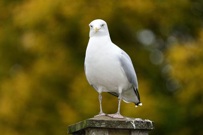 Portrait of a seagull perched on a wooden post 