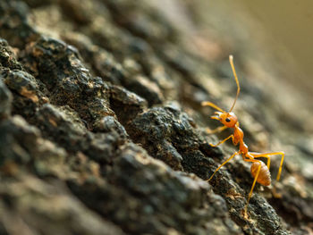 Close-up of ant on rock