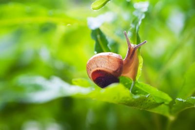 Close-up of snail on plant