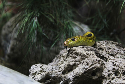 Close-up of lizard on rock