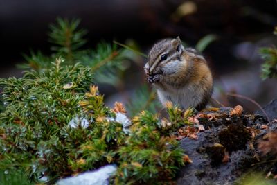 Close-up of squirrel