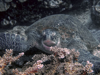 Close-up of turtle in sea