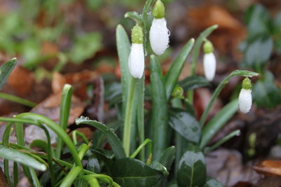 Close-up of white flowers