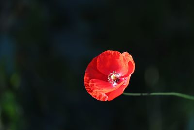 Close-up of red poppy flower