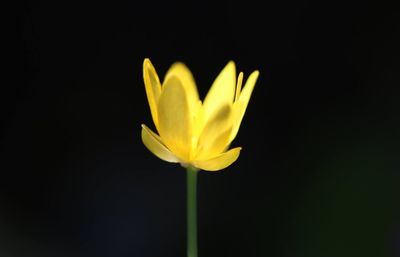 Close-up of yellow flower against black background