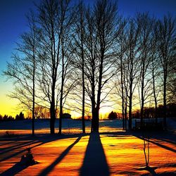 Silhouette of bare trees at sunset