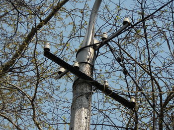 Low angle view of bird perching on tree against sky