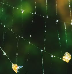 Full frame shot of spider web