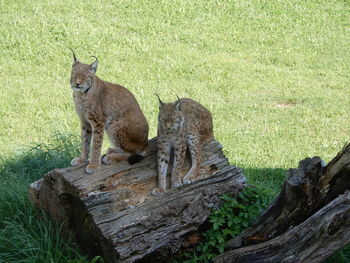 View of two lynxes on field at a spanish nature reserve.