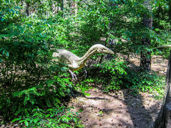 View of bird in forest