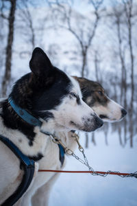 Sled pulling dog heads in profile. norway.