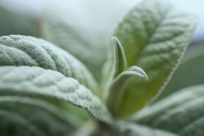 Close-up of frosted leaves during winter