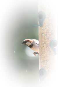 Close-up of bird on feeder