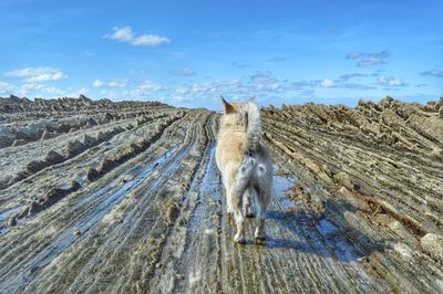 Dog standing on field against sky