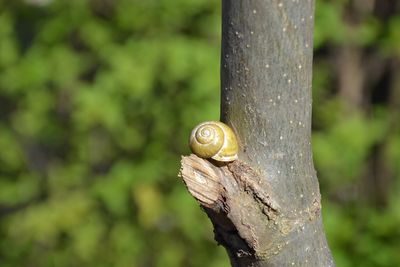 Close-up of snail on tree trunk