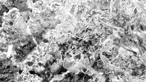 Close-up of frozen plants