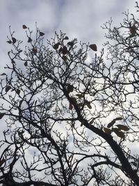 Low angle view of tree against sky