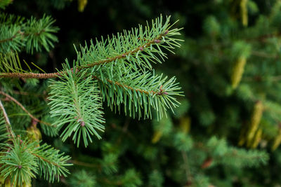 Close-up of pine tree