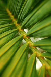 Full frame shot of palm leaves