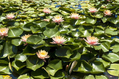 High angle view of lotus water lily