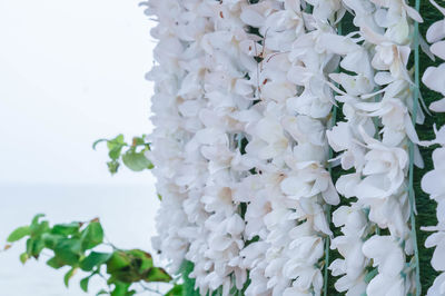 Close-up of white flowering plant