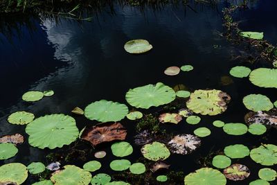 Water lily in lake