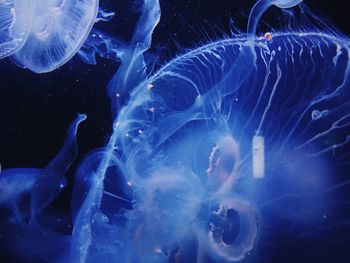 Close-up of jellyfish in water