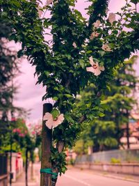 Close-up of flowering plant against trees