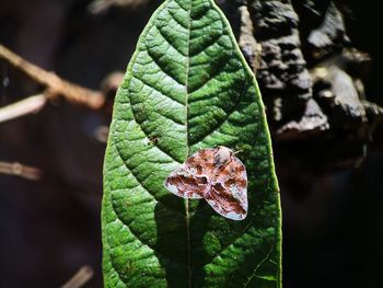 Close-up of leaf on plant