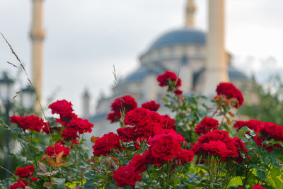 Close-up of red flowering plants against sky