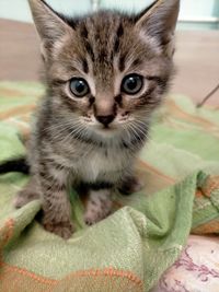 Close-up portrait of tabby kitten