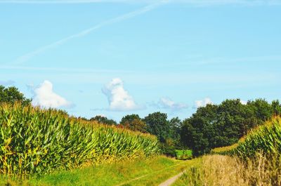 Trees on landscape against blue sky