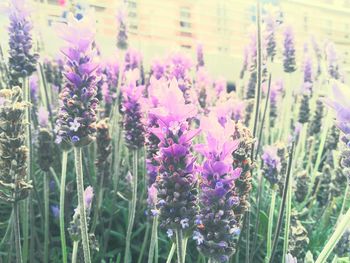 Close up of purple flowers