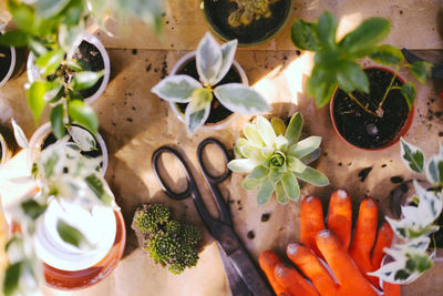 Close-up of potted plants on table