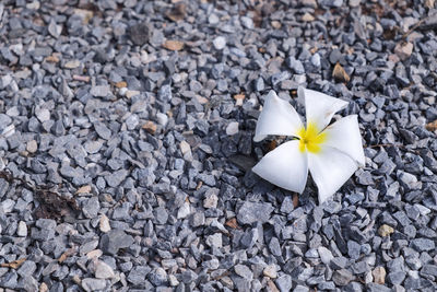 High angle view of white flower on pebbles