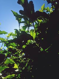 Low angle view of tree against sky
