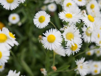 Close-up of daisy flower