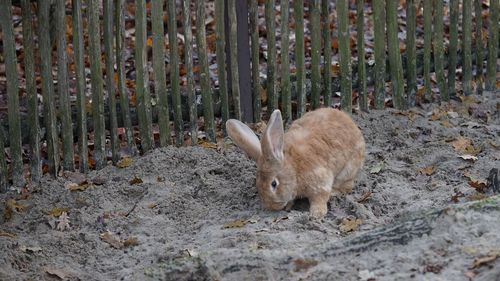 High angle view of eastern bunny  on field