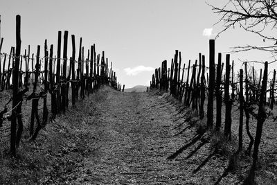 Panoramic shot of vineyard against sky