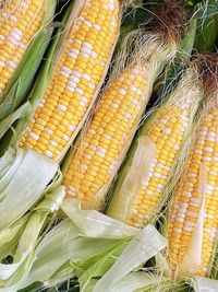 High angle view of corn